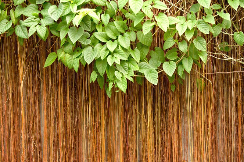 วิธีปลูกม่านบาหลี ไม้เลื้อยจัดสวน สำหรับทำซุ้มบังแดด