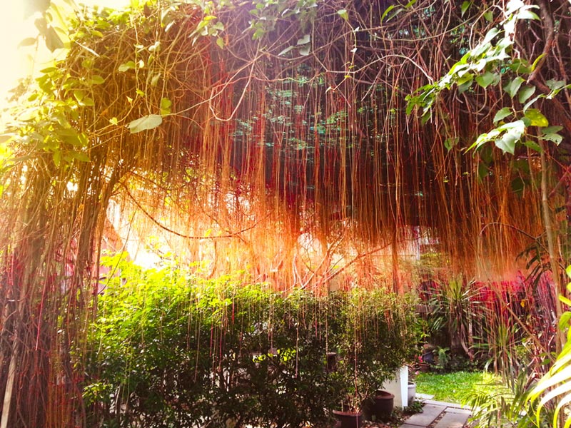 วิธีปลูกม่านบาหลี ไม้เลื้อยจัดสวน สำหรับทำซุ้มบังแดด
